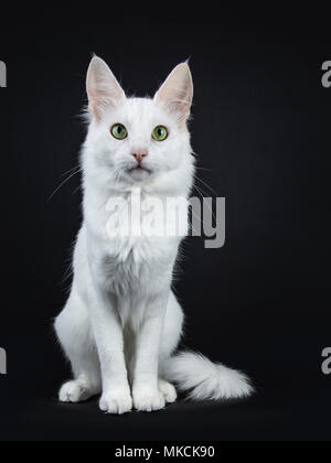 Bianco fisso Angora Turco gatto con gli occhi verdi seduto rivolto verso la parte anteriore isolato su sfondo nero di guardare direttamente la fotocamera Foto Stock