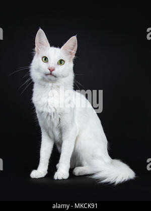 Bianco fisso Angora Turco gatto con gli occhi verdi sul lato seduta modi isolati su sfondo nero guardando la fotocamera Foto Stock