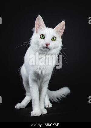 Bianco fisso Angora Turco gatto con gli occhi verdi in piedi isolato su sfondo nero cercando curiosamente in telecamera Foto Stock