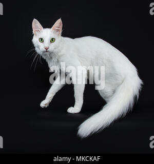 Bianco fisso Angora Turco gatto con gli occhi verdi Camminando fianco modi isolati su sfondo nero guardando dritto nella telecamera con coda sospeso verso il basso Foto Stock