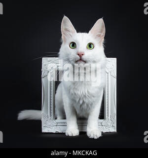 Bianco fisso Angora Turco gatto con gli occhi verdi seduta throught white photo frame isolati su sfondo nero guardando sopra la fotocamera Foto Stock