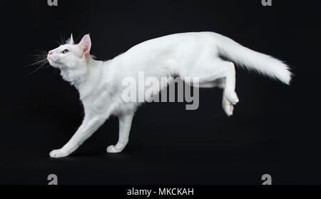 Bianco fisso Angora Turco gatto con gli occhi verdi jumping / sbarco modi laterale isolata su sfondo nero cercando Foto Stock