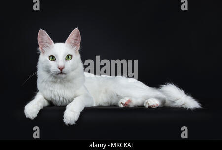 Bianco fisso giovani Angora Turco gatto con gli occhi verdi sul lato di posa modi isolati su sfondo nero guardando la fotocamera Foto Stock