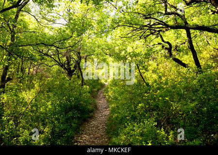 Foresta di primavera nella zona di Drome in Francia Foto Stock