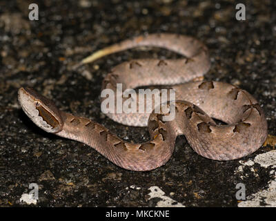 : La malese Rattlesnakes (Calloselasma rhodostoma) Krabi regione della Thailandia. Foto Stock