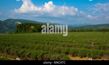 Campo di lavanda in Drome vicino Saou in Francia Foto Stock