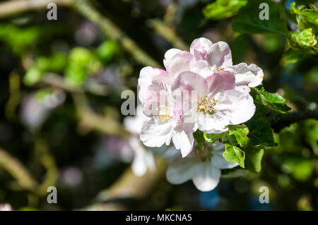 White apple blossom sui rami di un Bramley melo, Malus domestica Foto Stock