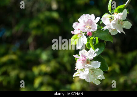 White apple blossom sui rami di un Bramley melo, Malus domestica Foto Stock