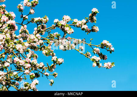 White apple blossom sui rami di un Bramley melo, Malus domestica, contro un cielo blu chiaro Foto Stock