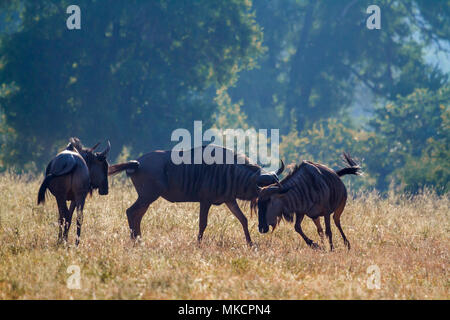 Blue gnu nel parco nazionale di Kruger, Sud Africa ; Specie Connochaetes taurinus famiglia dei bovidi Foto Stock