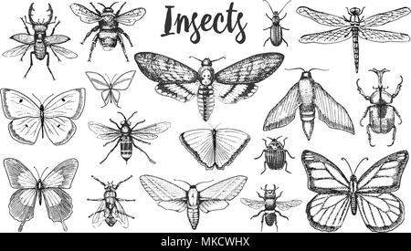 Insetti diversi set. La farfalla e la libellula, bug e pet bee. Simbolo mistico di libertà. raccolta entomologica. incisi disegnati a mano nel vecchio sketch in stile vintage. t-shirt o scrapbooking design. Illustrazione Vettoriale