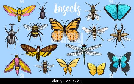 Insetti diversi set. La farfalla e la libellula, bug e pet bee. Simbolo mistico di libertà. raccolta entomologica. incisi disegnati a mano nel vecchio sketch in stile vintage. t-shirt o scrapbooking design. Illustrazione Vettoriale