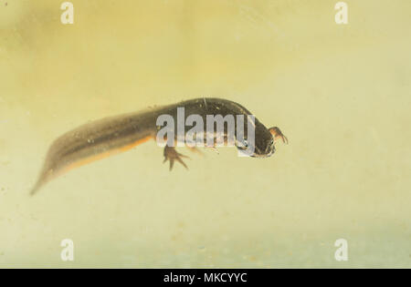 Femmina newt liscia (Lissotriton vulgaris) Foto Stock