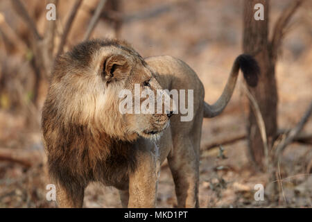 Maschio asiatico Leone al Gir forest, dell' India . Foto Stock