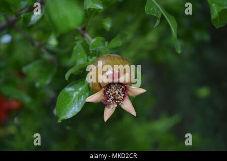 Melograno rip su albero Foto Stock