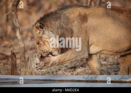 Maschio asiatico Leone al Gir forest, dell' India . Foto Stock