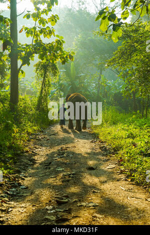 Lampang, Tailandia - 3 Novembre 2012: di addestramento come conduttore di elefanti elefante in elephant camp nel parco nazionale in Lampang, Thailandia Foto Stock