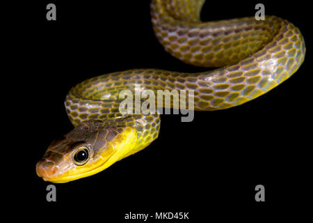 Frusta amazzonica snake (Chironius exoletus) Foto Stock