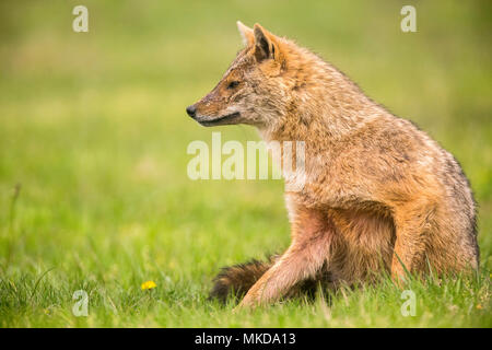Jackal europea (Canis aureus moreoticus), il Delta del Danubio, Romania