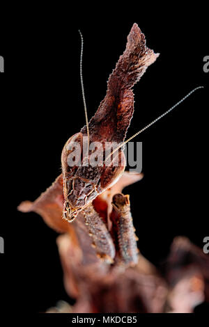 Ghost Mantis (Phyllocrania paradoxa) su sfondo nero