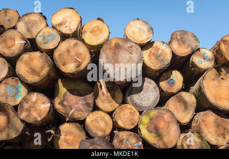 Pila di alberi grandi linee numerate e pronto per la lavorazione in una segheria in Scozia. Foto Stock