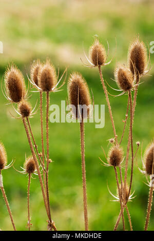 Cattails lungo il sud Arkansas River; Vandaveer Ranch; Salida; Colorado; USA Foto Stock