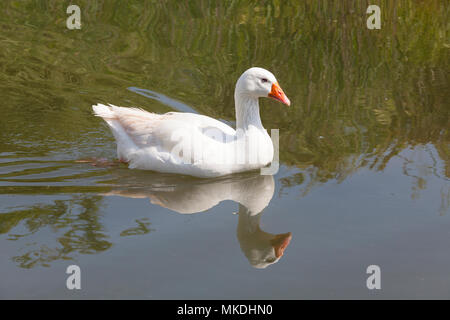 Oca Bianca, Anser anser domesticus, oca Embden, Emden goose, nuotare in un canale di acqua salata con la riflessione Foto Stock