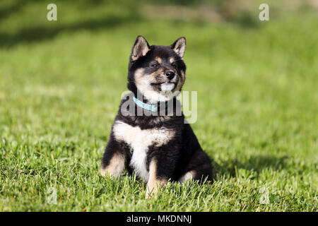 Shiba Inu cucciolo a prendere il sole nel giardino estivo Foto Stock