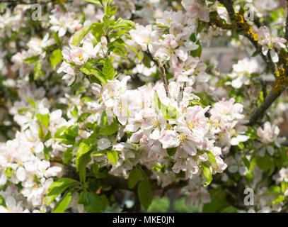 Close up di apple blossom Malus domestica a Egremont Russet, fioritura in un giardino suburbano, North East England, Regno Unito Foto Stock