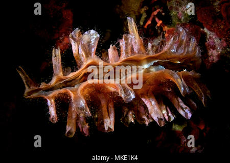 Macro dettaglio di novellame di penna ruvida shell (Pinna rudis) esemplari che vivono in profondità le scogliere di Es Vedrá isolotto (Ibiza, Isole Baleari, Spagna) Foto Stock