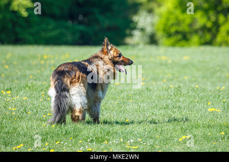 Un cane Alsation nel parco Foto Stock
