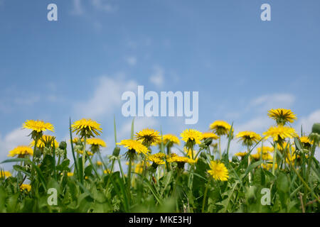 Giallo campo di tarassaco closeup Foto Stock