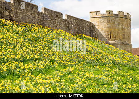 Una vista di York le mura cittadine e daffodil coperto banking Foto Stock