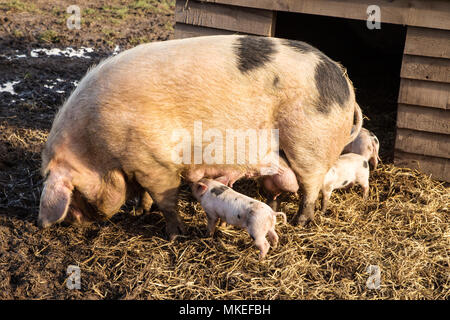 Un Gloucester Old Spot sow alimentando il suo giovani suinetti Foto Stock