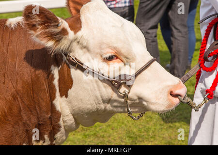 Un campione Hereford bull sul visualizzatore in corrispondenza di una contea tradizionale mostra Foto Stock