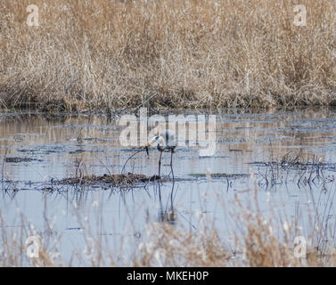 Grande airone blu con pesce in bocca Foto Stock