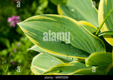 Gocce di acqua su un grande hosta leaf Foto Stock