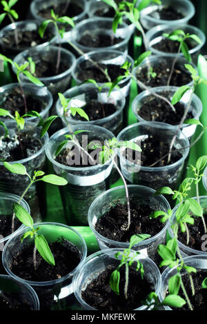Le piantine di pomodoro in bicchieri di plastica su un vassoio Foto Stock