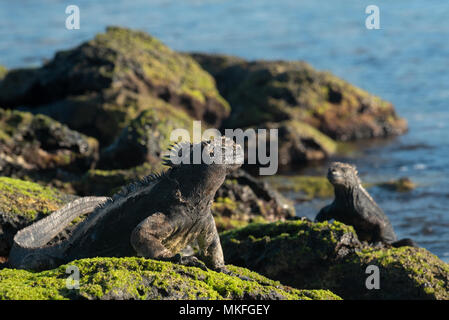 Iguana marina (Amblyrhynchus cristatus) su San Cristobal Island, Isole Galapagos, Ecuador. Foto Stock