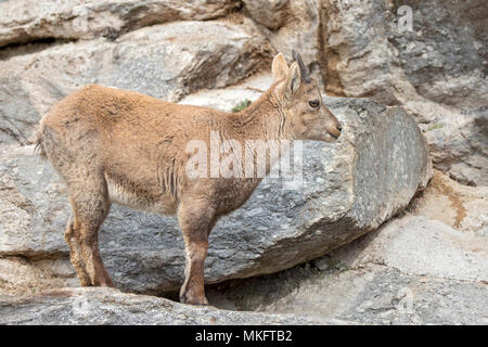 Stambecco delle Alpi (Capra ibex), sorge sulle rocce, giovane animale, captive Foto Stock