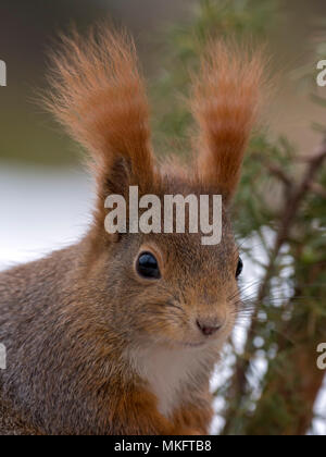 Eurasian red scoiattolo (Sciurus vulgaris), animale ritratto, Terfens, Tirolo, Austria Foto Stock