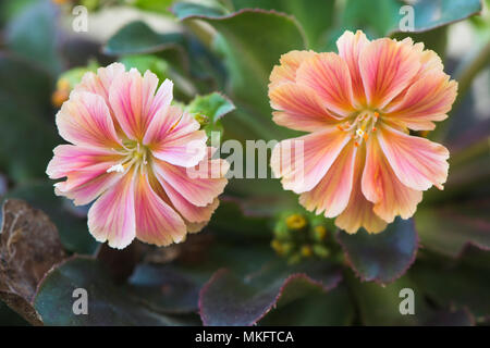 Bitterroot (Lewisia cotiledone), Emsland, Bassa Sassonia, Germania Foto Stock