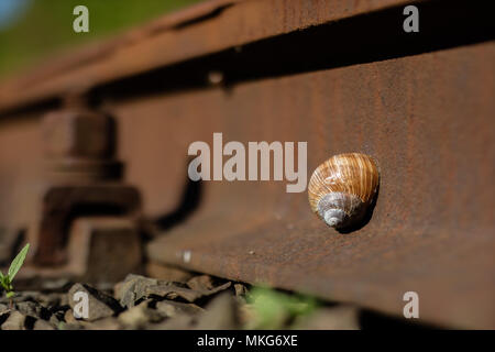 Vecchia linea ferroviaria in una zona di foresta. Lumaca su binari ferroviari. Stagione della primavera. Foto Stock