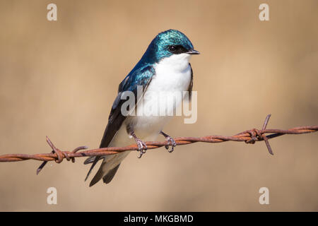 Una struttura swallow (Tachycineta bicolore) vicino Lago Beaverhill, Alberta, Canada. Foto Stock