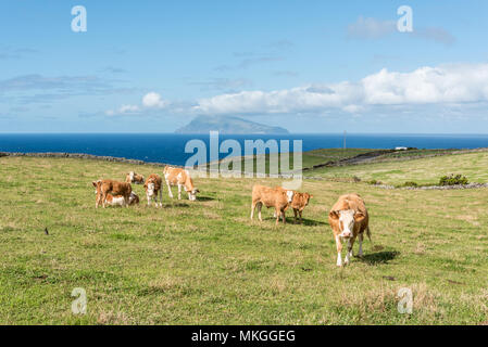 Le mucche nei pressi di Ponta Delgada sull isola di Flores nelle Azzorre, Portogallo Foto Stock