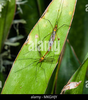 Due gru vola (Nephrotoma australasiae) coniugata di una foglia, Cape Hillsborough, Queensland, QLD, Australia Foto Stock