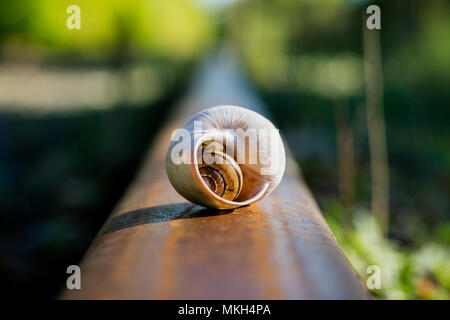 Vecchia linea ferroviaria in una zona di foresta. Lumaca su binari ferroviari. Stagione della primavera. Foto Stock