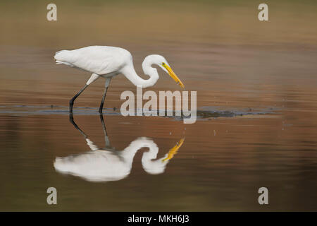 Airone bianco maggiore con un pesce Foto Stock