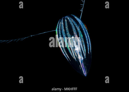 Pettine-jelly, mare o uva spina, come essi sono anche noti, non sono correlati alle meduse ma formano un gruppo di loro, la Ctenophores. Questo individuo è Foto Stock