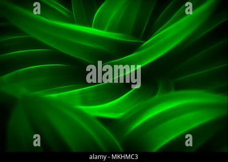 Abstract sullo sfondo di una pianta verde con grandi foglie che curva verso l'alto e in strati. Foto Stock